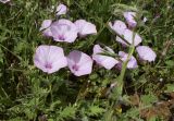 Convolvulus althaeoides