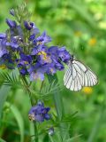 Polemonium caeruleum