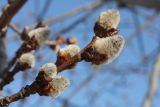 Populus tremula