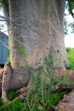 Adansonia digitata