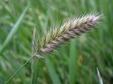 Agropyron pectinatum. Соцветие. Магаданская обл., г. Магадан, обочина дороги, \"дикий газон\". 31.07.2022.