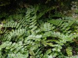 Asplenium trichomanes подвид inexpectans