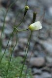 Papaver tolmachevii. Верхушки побегов с цветком и завязавшимся плодом. Кольский п-ов, Хибины, долина р. Вудъяврйок, осыпь у дороги. 10.08.2010.