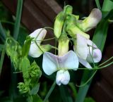 genus Lathyrus