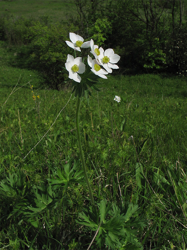 Изображение особи Anemonastrum narcissiflorum.