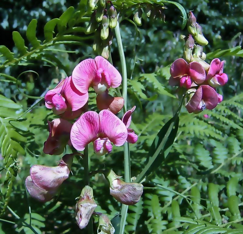 Изображение особи Lathyrus sylvestris.