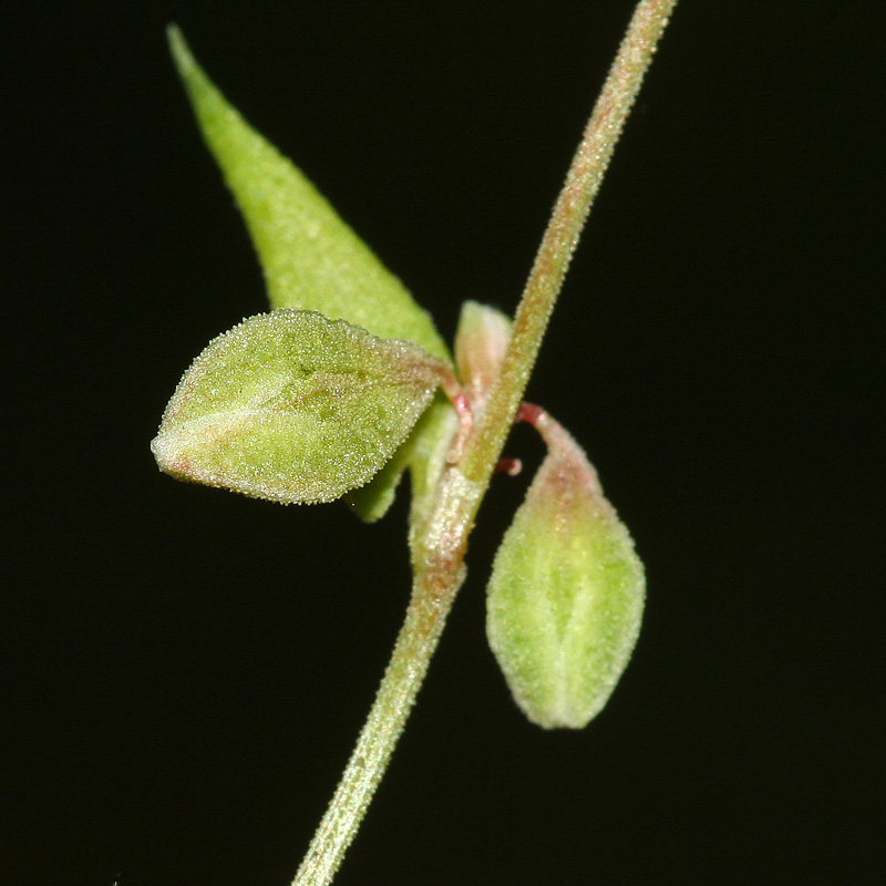 Изображение особи Fallopia convolvulus.