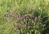 Thymus pulegioides