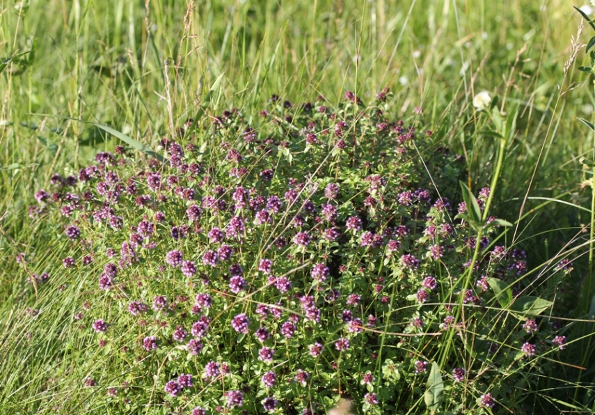 Изображение особи Thymus pulegioides.