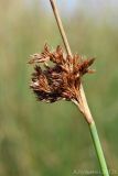 Juncus inflexus