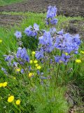 Polemonium chinense. Цветущее растение (Polemonium racemosum). Республика Бурятия, Баунтовский эвенкийский р-н, пос. Северный, огород, самопроизвольное произрастание. 20.06.2013.