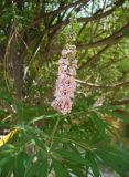 Vitex agnus-castus