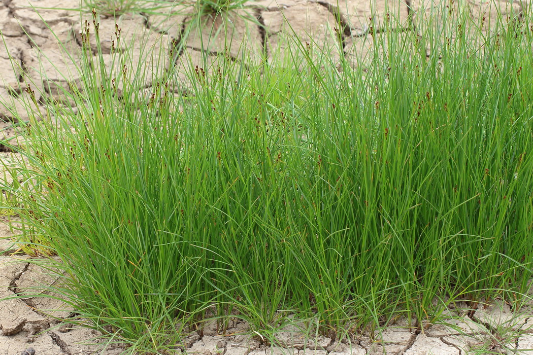 Ситник Жерара (Juncus gerardii)