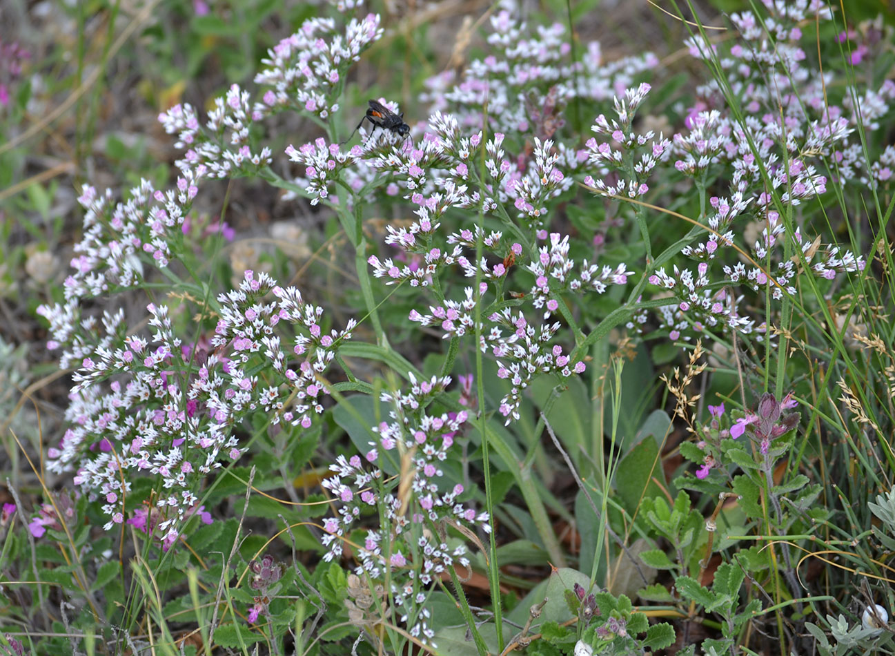 Изображение особи Goniolimon tauricum.