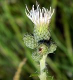 Cirsium palustre