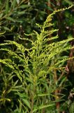 Solidago canadensis