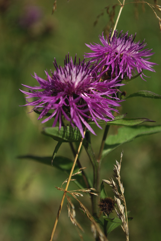 Изображение особи Centaurea phrygia.