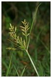 Cyperus esculentus