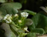 Taphrospermum altaicum