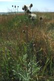 Centaurea apiculata