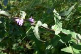 Campanula bononiensis