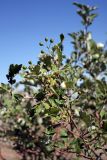 Sorbus persica. Верхушка плодоносящей ветки. Южный Казахстан, горы Алатау (Даубаба), Западное ущелье, ~1500 м н.у.м. 08.07.2014.