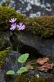 Primula cortusoides