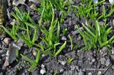 Ornithogalum nutans