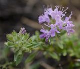 Thymus roseus