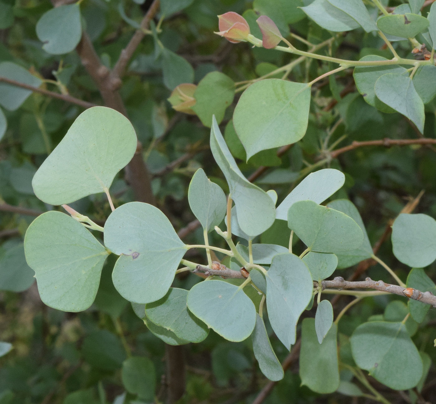 Изображение особи Populus pruinosa.