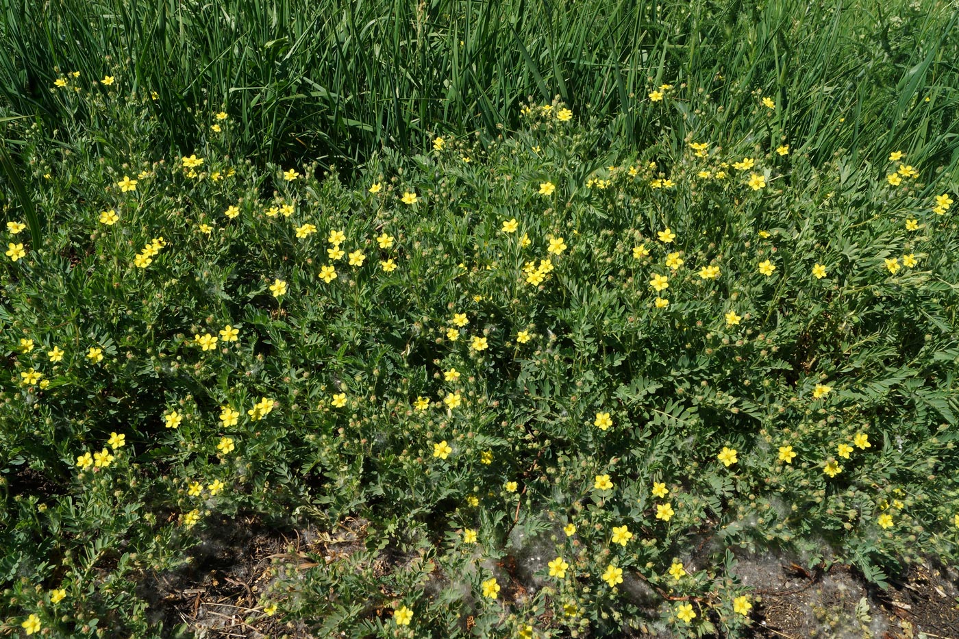 Изображение особи Potentilla bifurca.