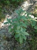 род Inula