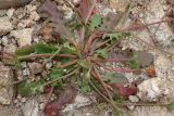 Crepis neglecta subspecies graeca