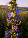 Echium vulgare