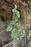 Artemisia absinthium