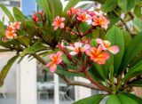 Plumeria rubra