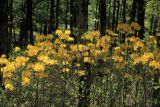 Rhododendron luteum. Верхушки ветвей с соцветиями. Краснодарский край, Туапсинский р-н, Шаумянский перевал, широколиственный лес. 29.04.2013.