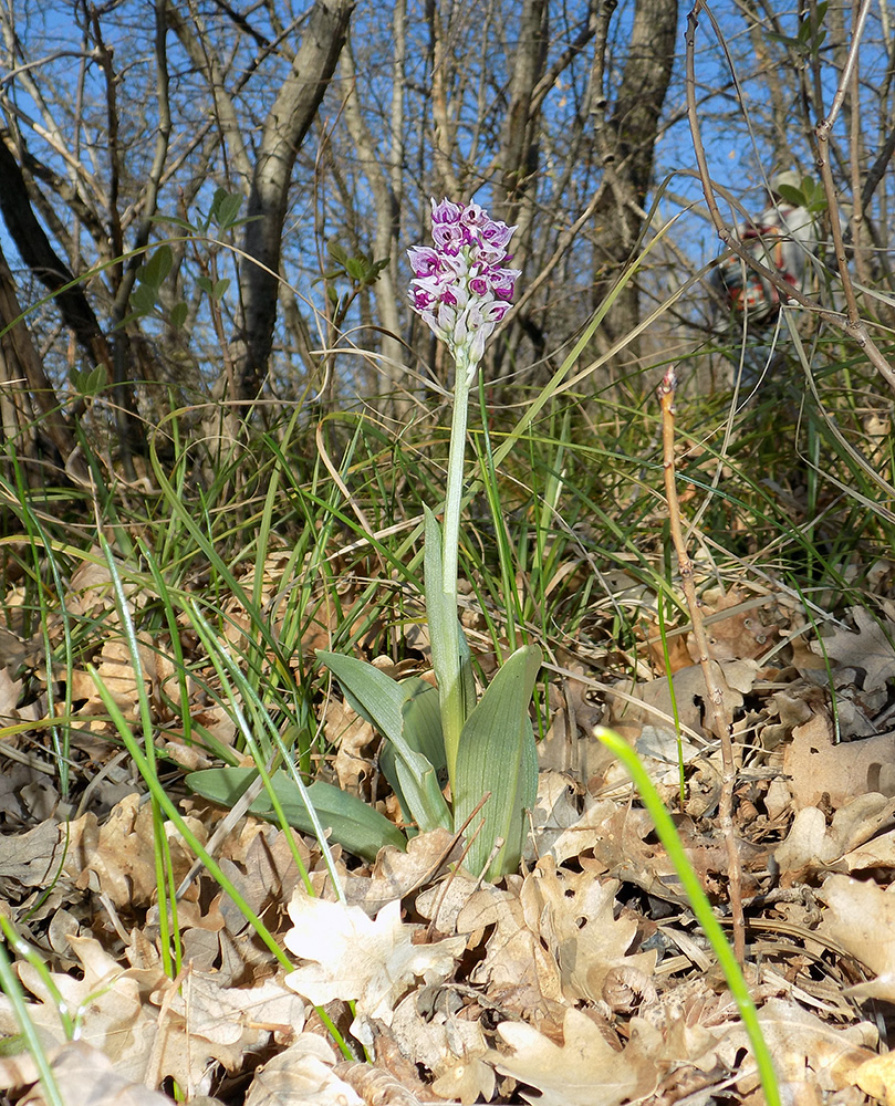 Изображение особи Orchis simia.