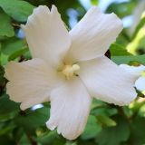 Hibiscus syriacus. Цветок. Ростовская обл., г. Таганрог, в озеленении. 20.08.2019.