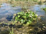 Ranunculus sceleratus. Вегетирующее растение; осеннее отрастание листьев. Казахстан, Сырдарьинский Каратау, южн. шлейфы гор Улькунбурултау в окр. оз. Аулиеколь (Акколь), ручей термального родника. 13 октября 2019 г.