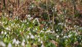 Galanthus woronowii