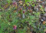 Vicia megalotropis