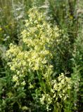 Thalictrum amurense. Соцветие. Приморский край, окр. пос. Михайловка, разнотравный луг. 29.08.2019.