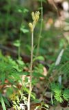 Orobanche crenata