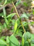 Corydalis marschalliana