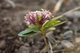 Daphne glomerata