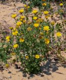 Glebionis coronaria. Цветущее растение. Египет, мухафаза Александрия, г. Александрия, пустырь. 02.05.2023.