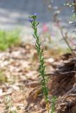 Linum usitatissimum. Цветущее растение. Израиль, г. Бат-Ям, на обочине дороги. 07.04.2024.