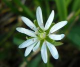 Stellaria bungeana