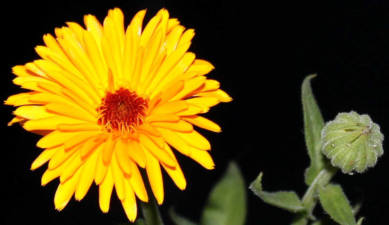 Image of Calendula officinalis specimen.